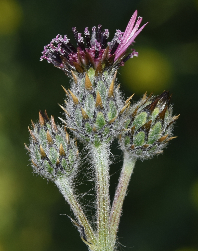Tubular Knapweed