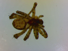 Pardosa hortensis