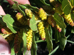 Morella kraussiana
