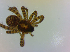 Pardosa hortensis