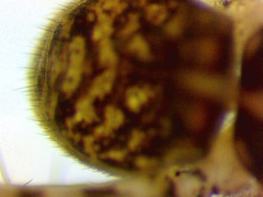 Pardosa hortensis