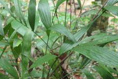 Linospadix microcarya