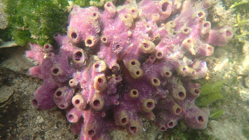 Haliclona implexiformis
