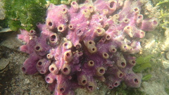 Haliclona implexiformis