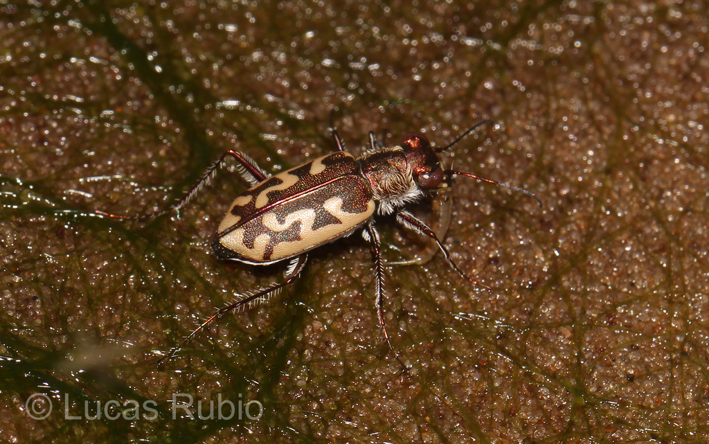Cylindera sinuosa