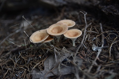 Clitocybe gibba image