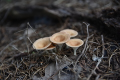 Clitocybe gibba image