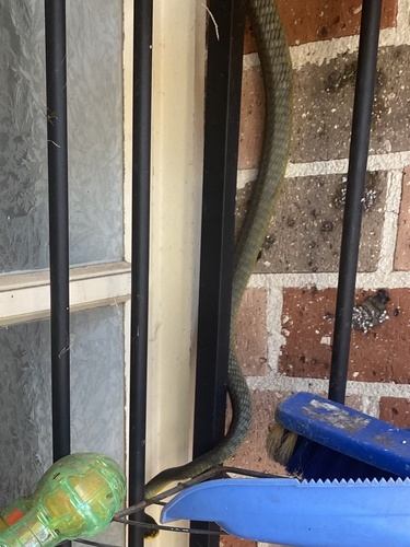 Common Tree Snake sighting