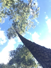 Pinus durangensis