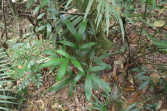 Linospadix microcarya