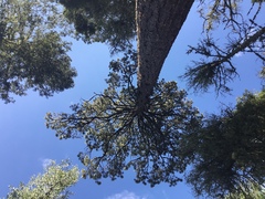 Pinus durangensis