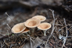 Clitocybe gibba image