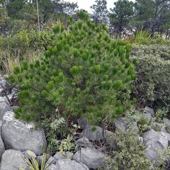 Pinus remota