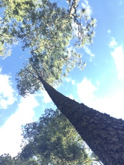 Pinus durangensis
