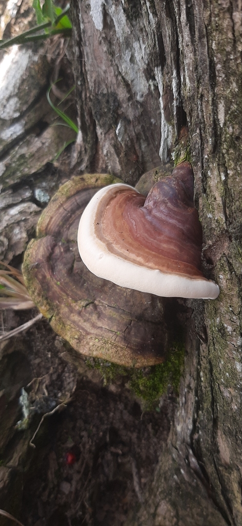 Ganoderma resinaceum · March 2023 · photo: © yoannisd (iNaturalist, cc-by)