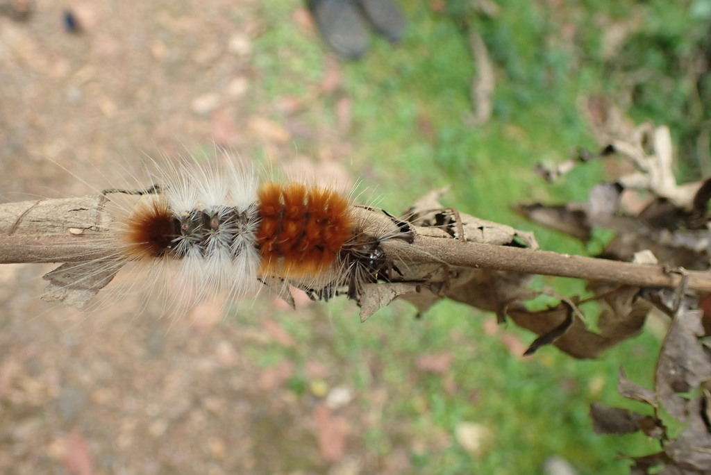 Butterflies and Moths from Kanungu, Uganda on February 15, 2023 at 11