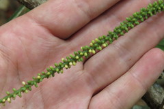 Linospadix microcarya