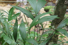 Linospadix microcarya