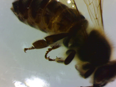 Apis mellifera