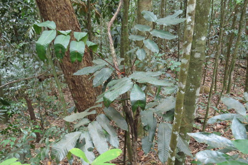 Rusty almond (Aglaia meridionalis)