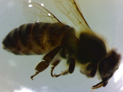 Apis mellifera