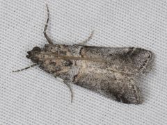 Acrobasis comptella