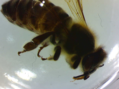 Apis mellifera