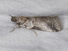 Acrobasis comptella