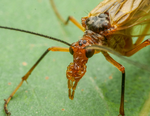 Taeniochorista pallida