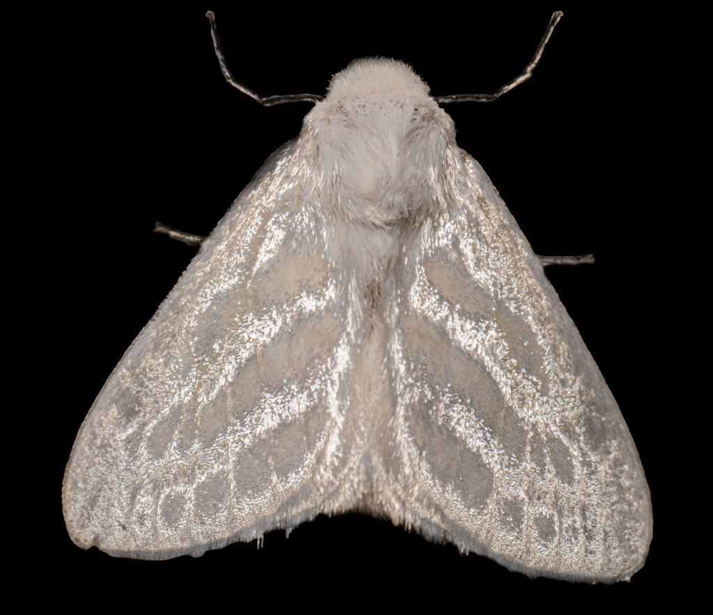 Macara argentea