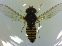 Episyrphus balteatus