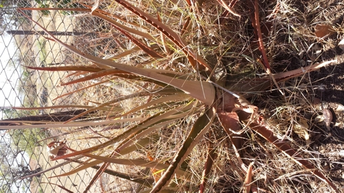 Aloe massawana