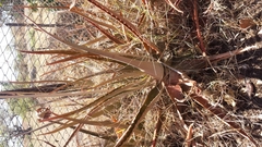 Aloe massawana subsp. sakoankenke image