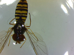 Episyrphus balteatus