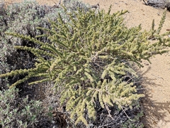 Adenocarpus viscosus image