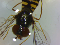 Episyrphus balteatus