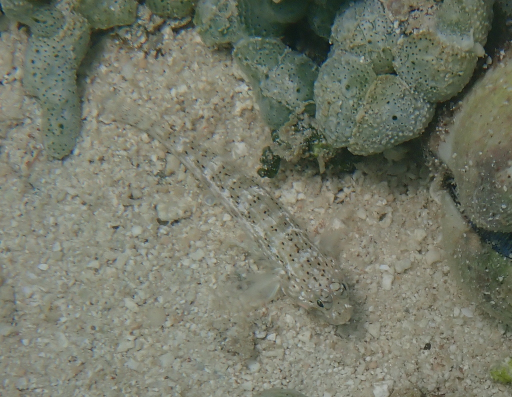 Goldmann's Sandgoby