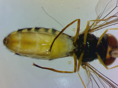 Episyrphus balteatus