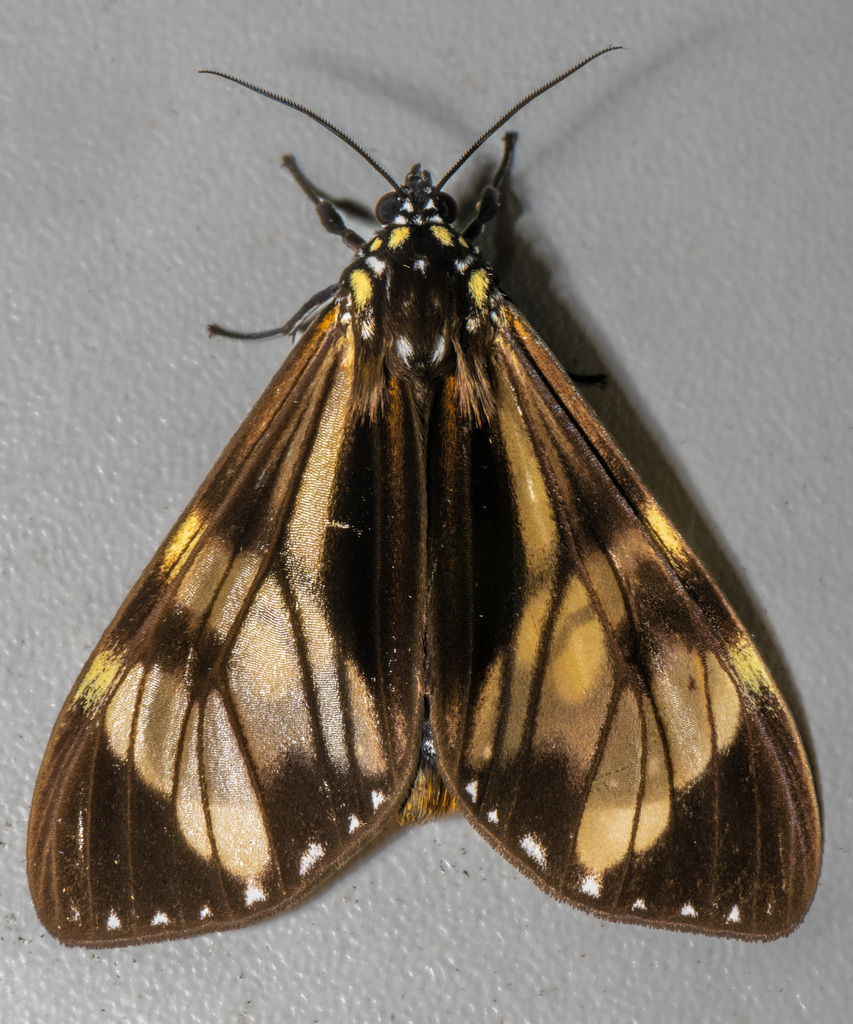 Dysschema eurocilia