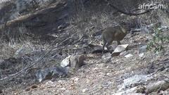 Oreotragus oreotragus transvaalensis