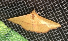 Striglina cancellata