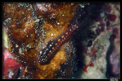 Spottedfin Dwarfgoby photo 3