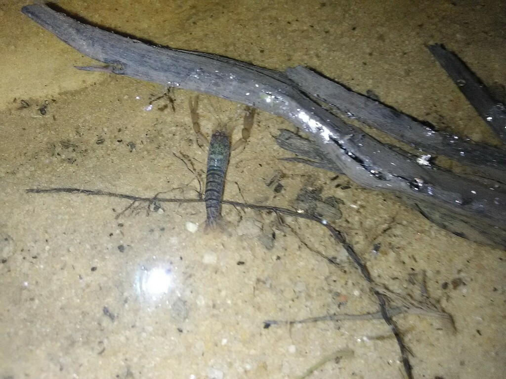 Euryrhynchidae