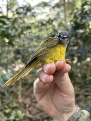 White-Lored Warbler photo 4