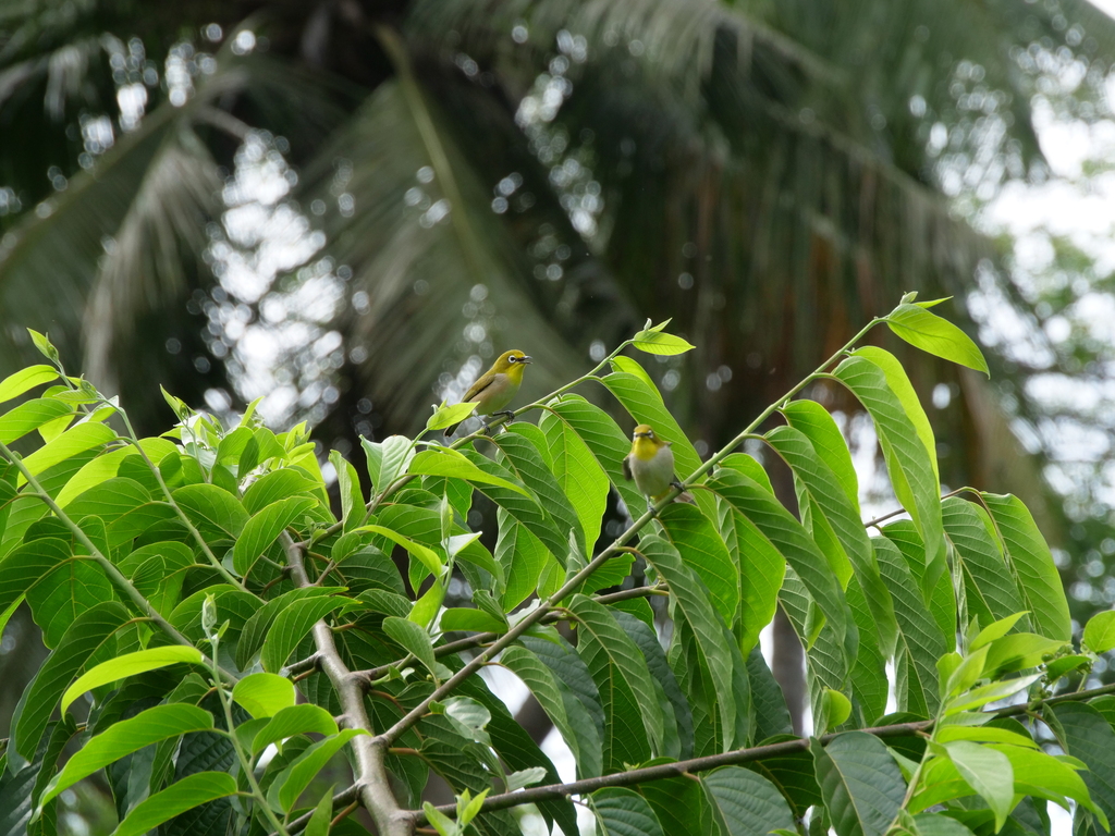 Moheli White-Eye