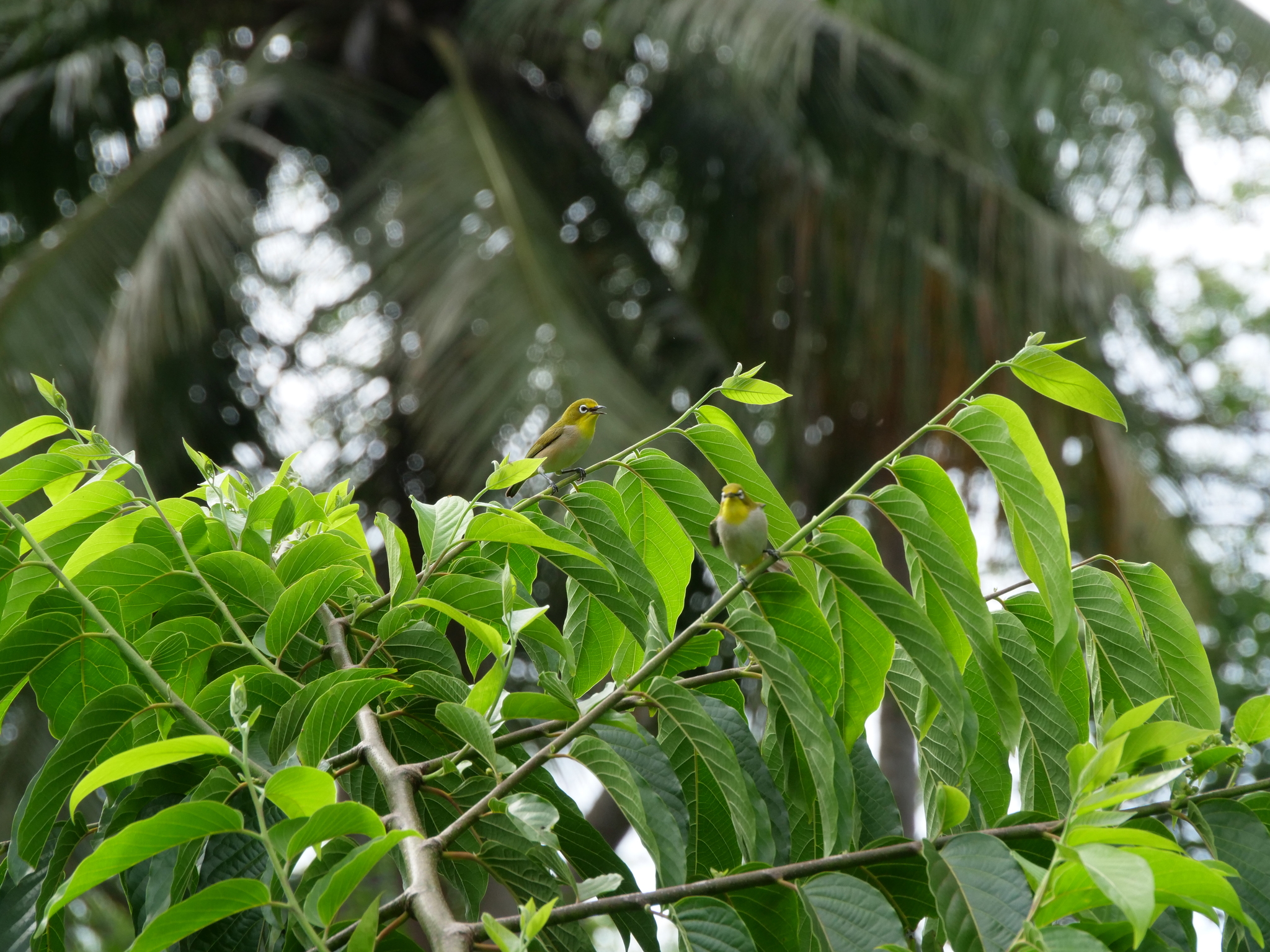 Moheli White-eye illustration