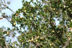 Elaeodendron