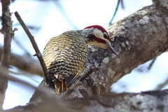 Campethera bennettii