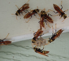 Polistes tepidus