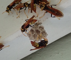 Polistes tepidus